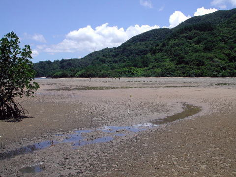 サバ崎の付け根にある干潟。 ここも潮が引いてなかったら大変だろうなあ〜