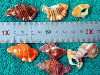 ����p�ŏE�����L