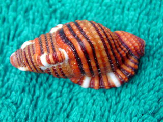 �W���Z�C���i����L�j