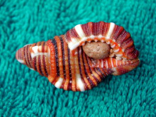 �W���Z�C���i����L�j