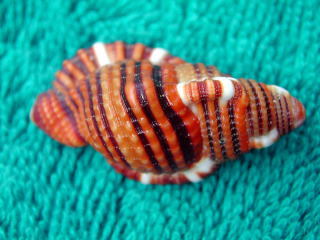 �W���Z�C���i����L�j