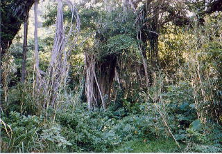 ガジュマルの木